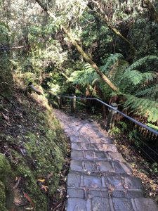 Erkine Falls Walk Otway Ranges